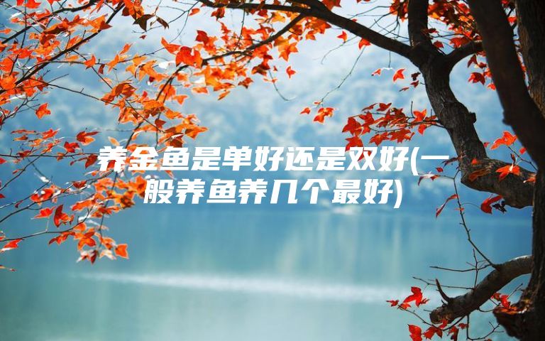 养金鱼是单好还是双好(一般养鱼养几个最好)