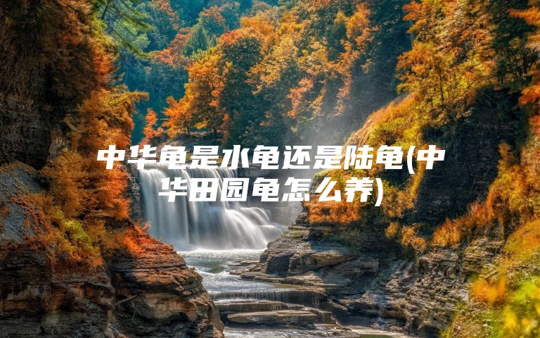 中华龟是水龟还是陆龟(中华田园龟怎么养)