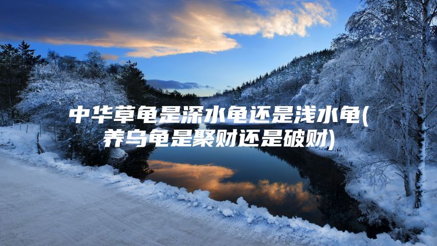 中华草龟是深水龟还是浅水龟(养乌龟是聚财还是破财)