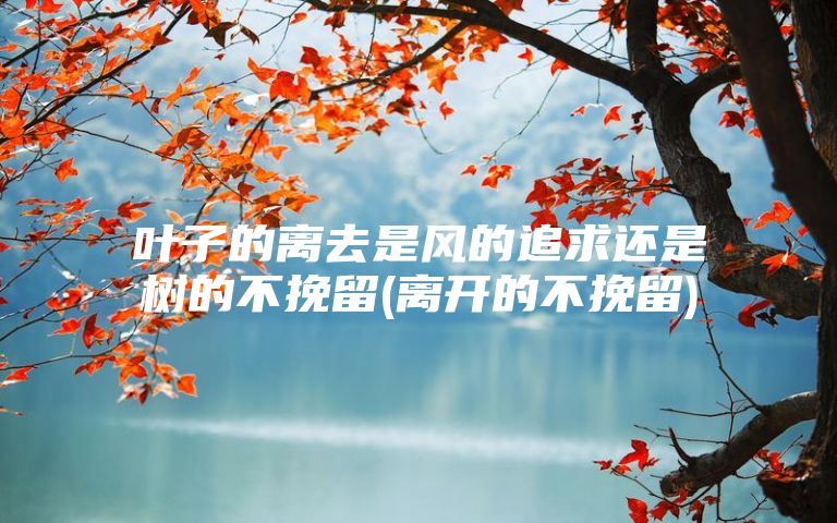 叶子的离去是风的追求还是树的不挽留(离开的不挽留)