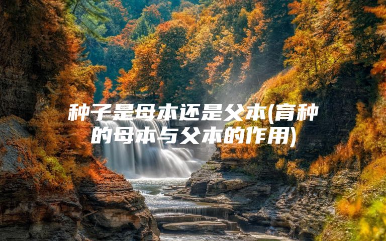 种子是母本还是父本(育种的母本与父本的作用)