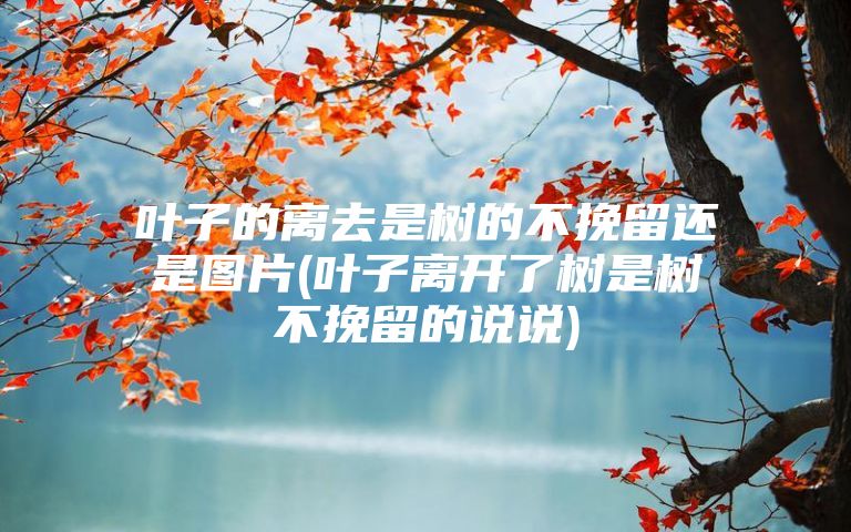 叶子的离去是树的不挽留还是图片(叶子离开了树是树不挽留的说说)