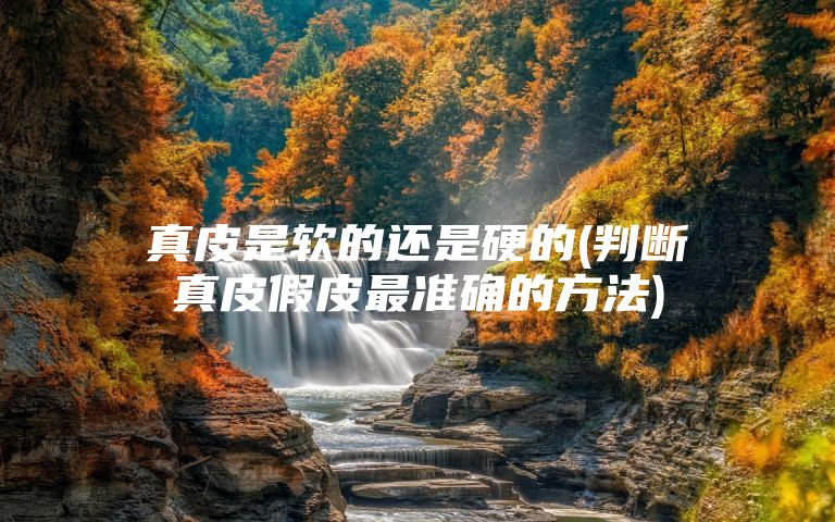 真皮是软的还是硬的(判断真皮假皮最准确的方法)