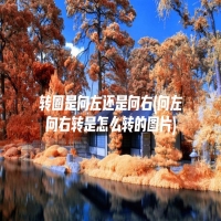 转圈是向左还是向右(向左向右转是怎么转的图片)