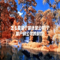 怎么查是个体还是公司(个体户和公司的利弊)