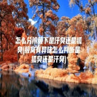 怎么分辨腋下是汗臭还是狐臭(腋窝有异味怎么判断是狐臭还是汗臭)