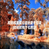 樱桃核是湿垃圾还是干垃圾(樱桃核有什么用途)