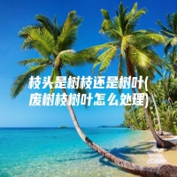 枝头是树枝还是树叶(废树枝树叶怎么处理)