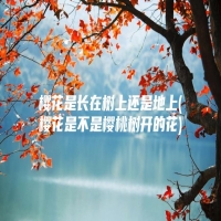 樱花是长在树上还是地上(樱花是不是樱桃树开的花)